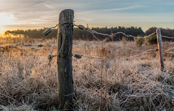 Winter, frost, sunset, the fence