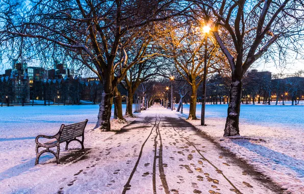 Picture winter, the sky, snow, trees, night, city, the city, lights