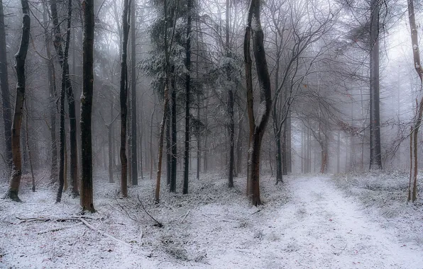 Picture winter, forest, England, England, Snowshill Hill