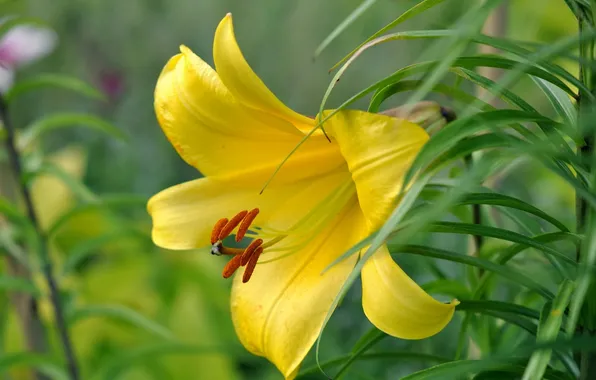 Picture macro, Lily, petals, stamens