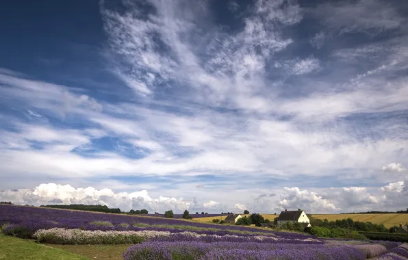 Field, the sky, clouds, nature, home, lavender