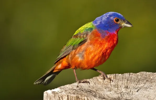Bird, color, stump, feathers