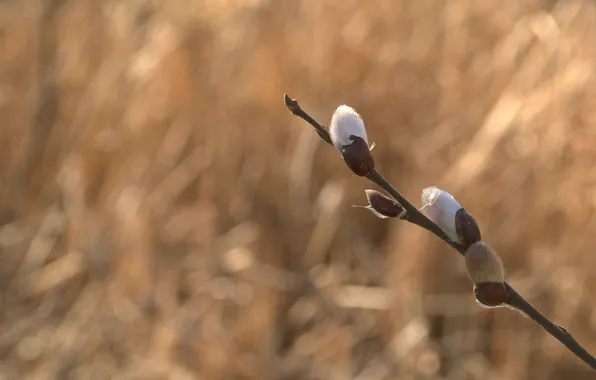 Picture spring, beautiful, beginning