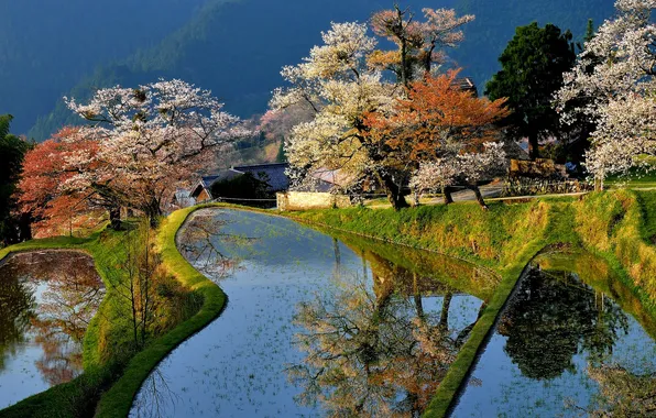 Trees, pond, home, spring, Japan, garden, flowering