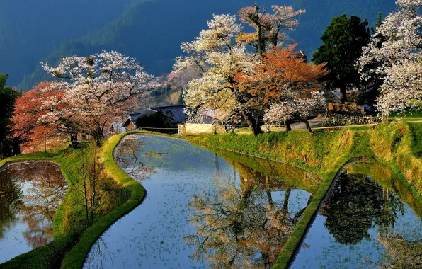 Trees, house, pond, spring, Japan, garden, flowering