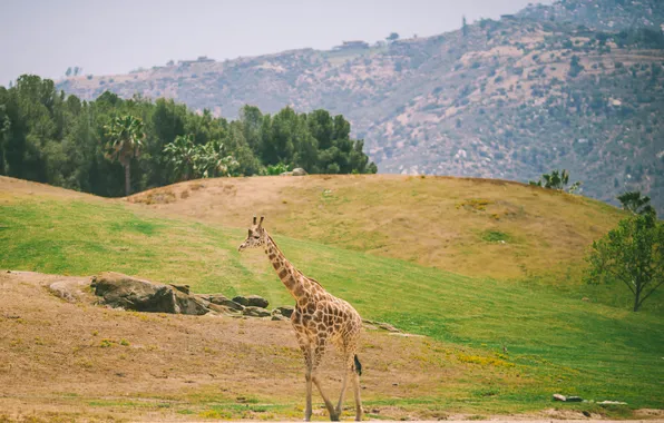 Picture field, animal, giraffe
