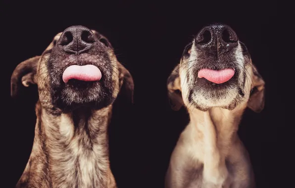 Language, face, each, animal, dog