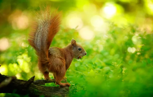 Greens, grass, the sun, protein, red, snag, nuts, bokeh