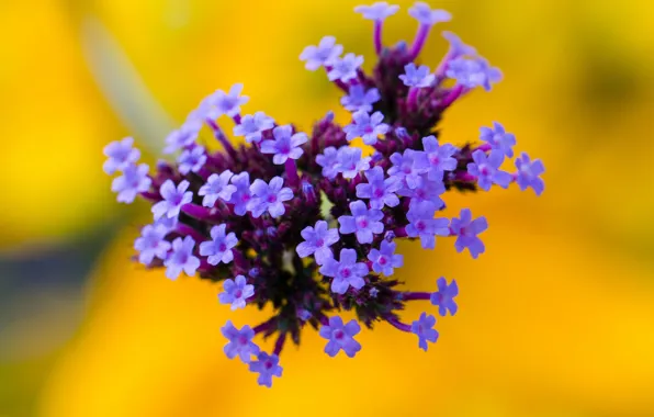 Flowers, yellow background, lilac, inflorescence