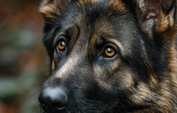 Sadness, look, portrait, dog, nose, face, German shepherd, AI art