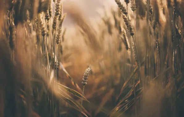 Summer, nature, ears