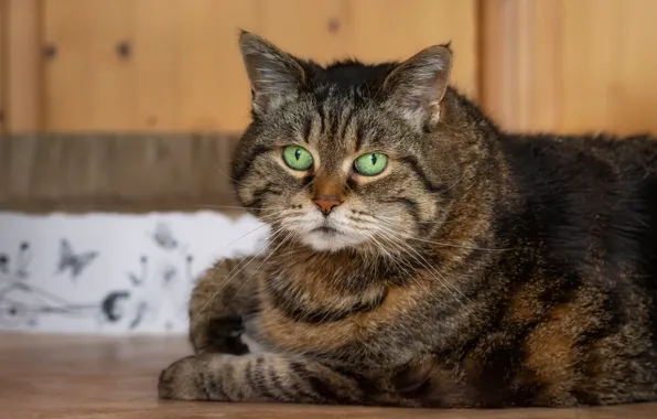 Cat, cat, look, face, pose, grey, room, portrait