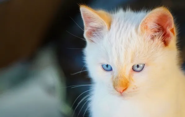 Cat, look, muzzle, blue eyes, cat