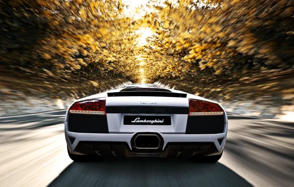 Road, autumn, the sun, trees, speed, Lamborghini, white, murcielago