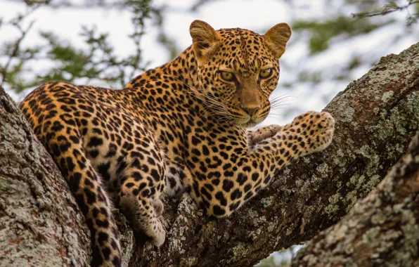 Leopard, wild cat, on the tree
