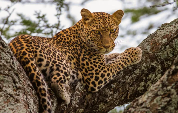 Picture leopard, wild cat, on the tree