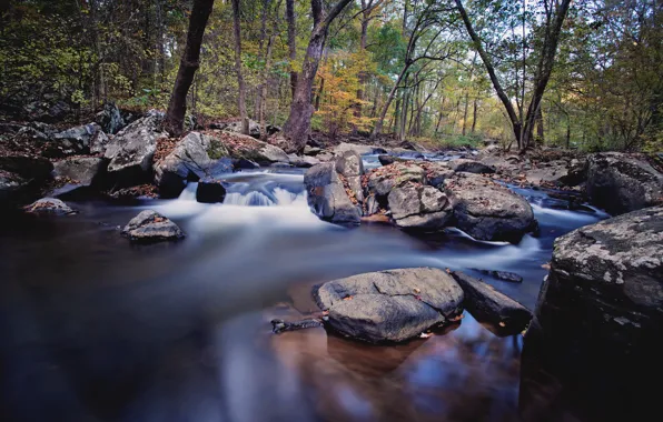 Autumn, forest, river, stream, stones