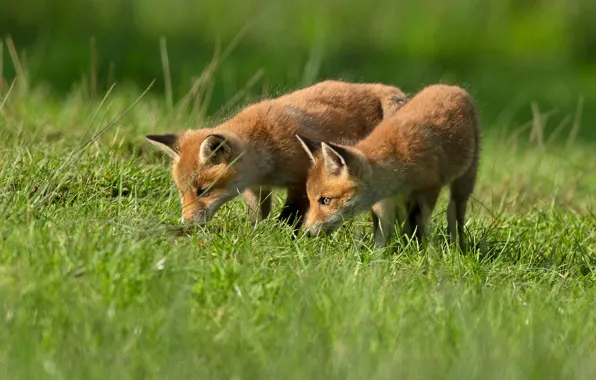 Grass, glade, pair, Fox, Fox, cubs, two Fox