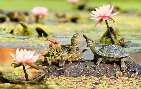 Love, flowers, water lilies, turtles