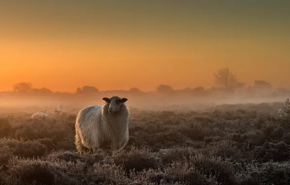 Picture field, fog, sheep