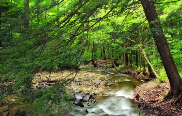 Nature, Tree, River, Forest, Stones, Channel