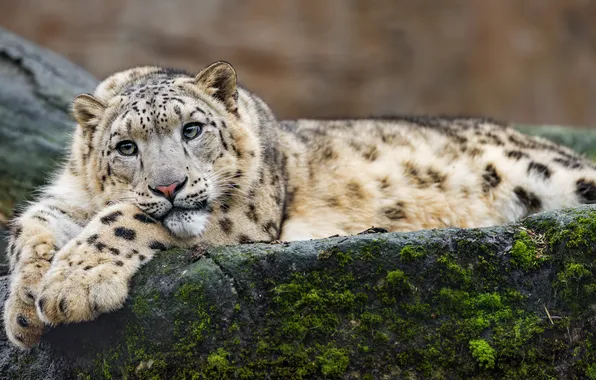 Picture predator, IRBIS, snow leopard, big cat