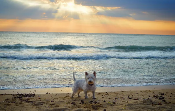 Picture Sea, Dog, Dog, Sea, The West highland white Terrier