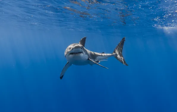 Sea, nature, shark