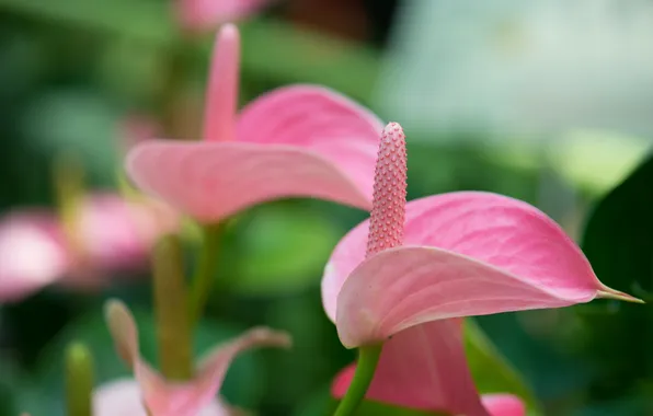Macro, bokeh, Anthurium, Flower Flamingo