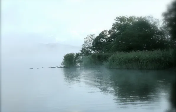 Trees, fog, lake, reed