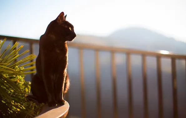 Picture cat, cat, black, sitting