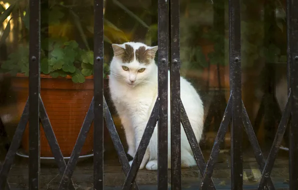 Cat, eyes, cat, background