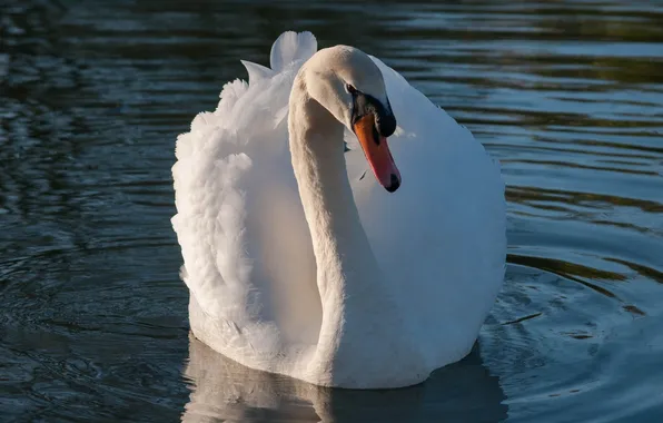 Picture white, beak, grace, Swan, neck
