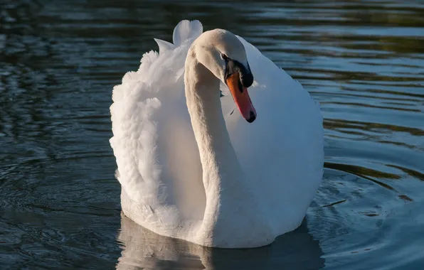 White, beak, grace, Swan, neck