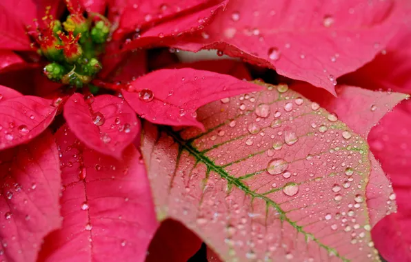 Picture flower, drops, puansetiya, Christmas star