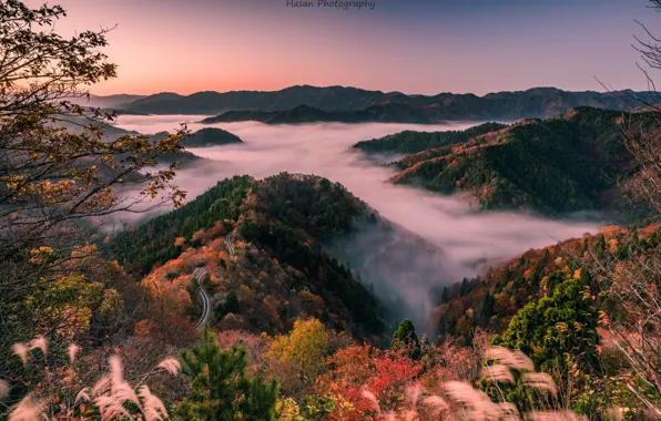 Japan, morning mist, Shiga Prefecture, wooded hills