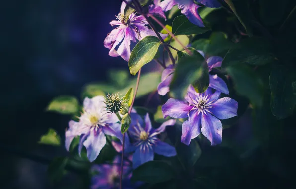 Leaves, flowers, the dark background, garden, lilac, bokeh, clematis