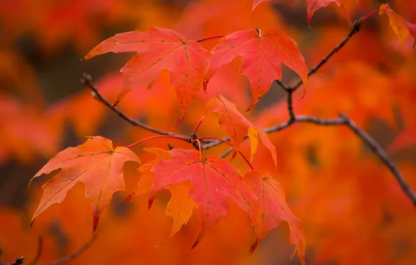 Picture autumn, leaves, macro, branch, maple, bokeh