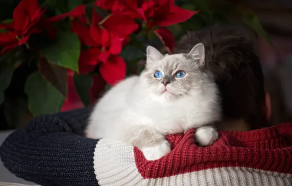 Picture cat, guy, sweater, Koc Pol Cat