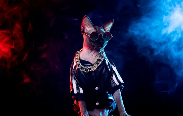 Cat, cat, look, light, blue, red, pose, fog