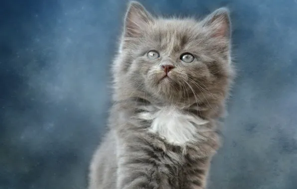 Kitty, Background, Baby, Kitty