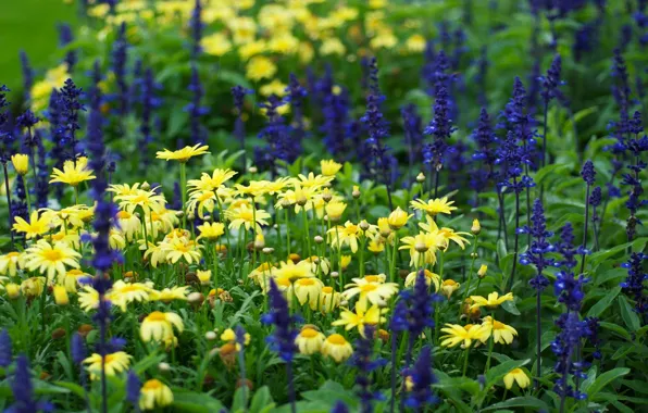 Field, grass, flowers, Wallpaper, chamomile, meadow