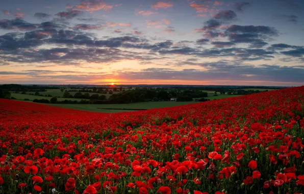 Summer, Maki, poppy field