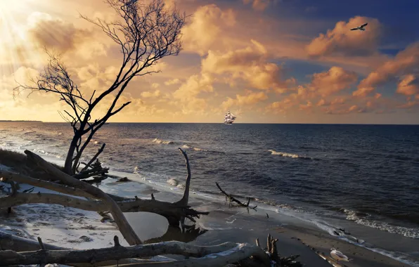 Sea, the sky, shore, sailboat, driftwood, tree