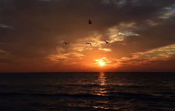 Sea, the sun, sunset, birds, seagulls