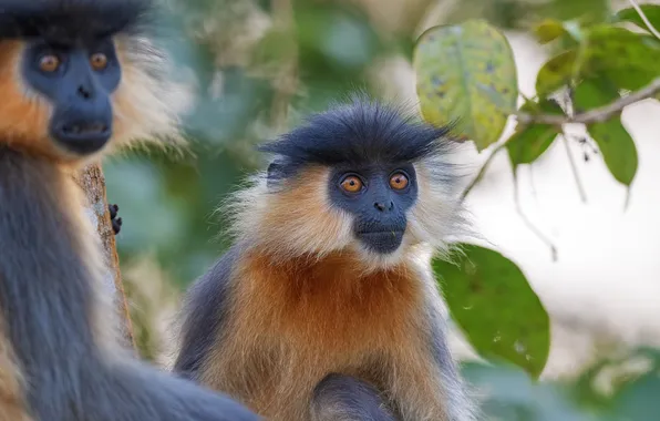 Look, leaves, branches, monkey, monkey, face, a couple, monkey