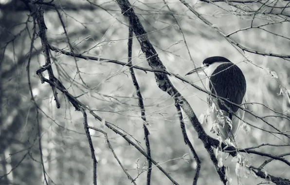 Winter, bird, ago, Heron, branches