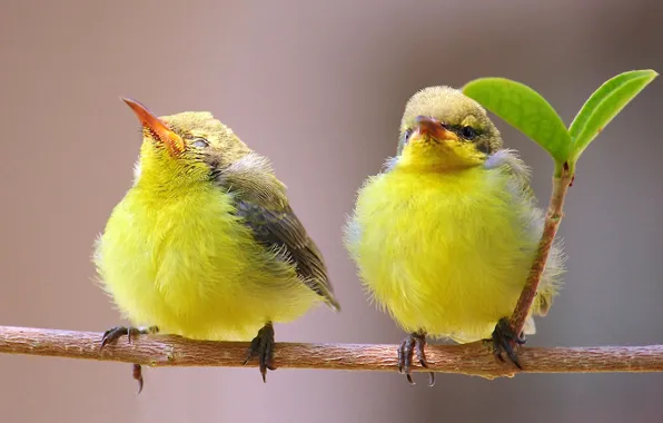 Picture birds, nature, branch, pair, leaf