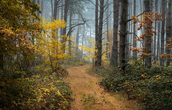 Picture autumn, forest, trees, fog, Radoslaw Dranikowski