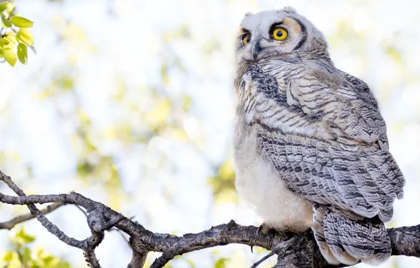 Picture white, look, branches, owl, bird, beauty, light background, bokeh